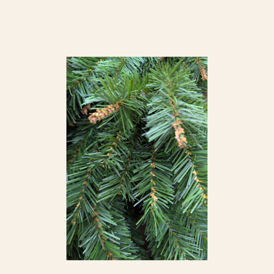 Rocky Mountain Slim Spruce 7.5ft