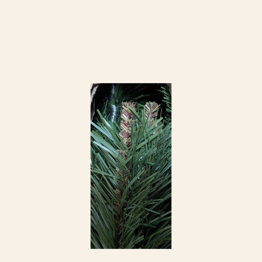 Traditional Pine 5ft